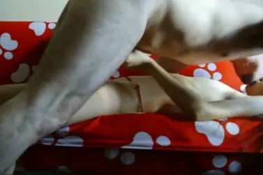 Cewek Bispak Jakarta Live Show Dari Hotel Mewah